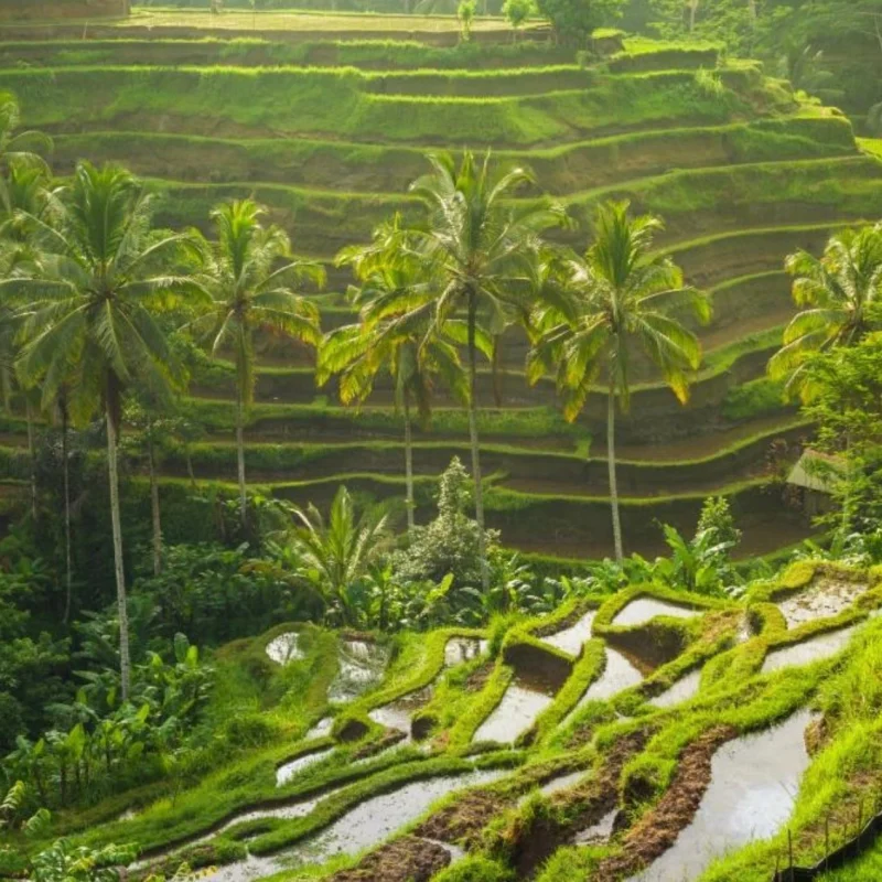 Joga na Bali wyjazd jogowy Yoganka